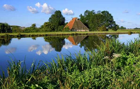 Greens, field, the sky, grass, water, the sun, clouds, trees