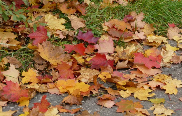 Autumn, leaves, colorful, maple, autumn, leaves, maple