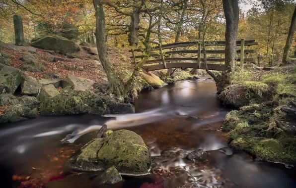 Autumn, nature, Park