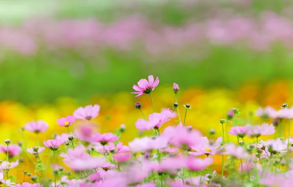 Picture field, summer, space, flowers, yellow, strip, background, glade
