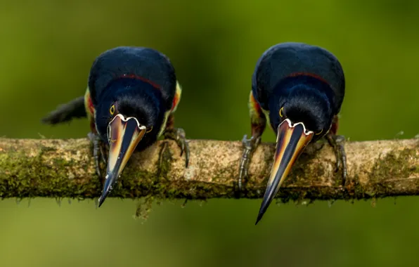 Birds, pose, background, two, branch, Toucan, toucans, two birds