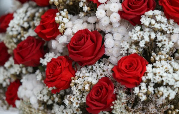 Picture roses, bouquet, gypsophila