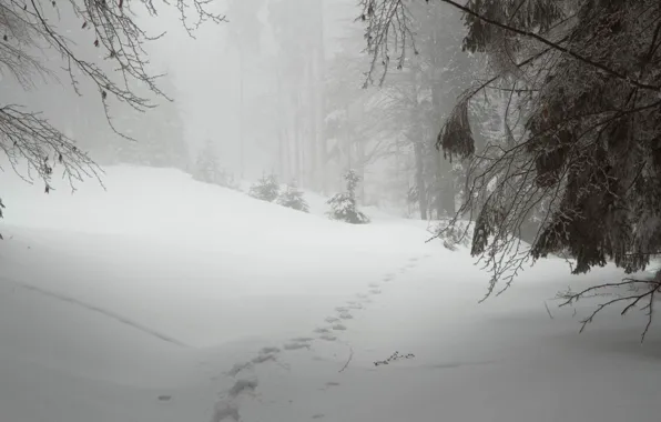 Winter, forest, snow, nature, Czech Republic, Sumava, PLESNÁ