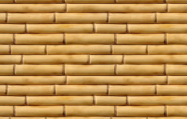 Macro, bamboo, photos, texture