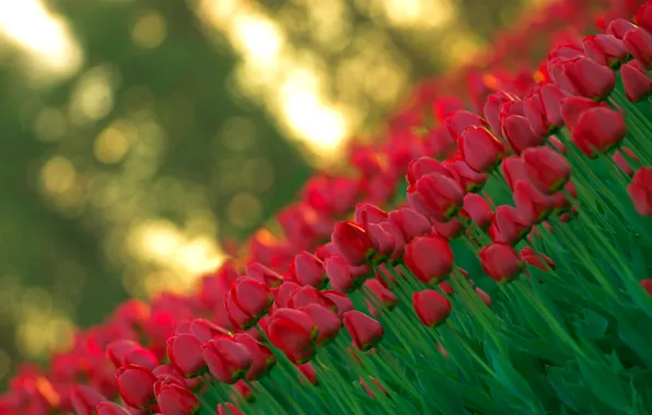Light, flowers, red, nature, spring, blur, Tulips, buds