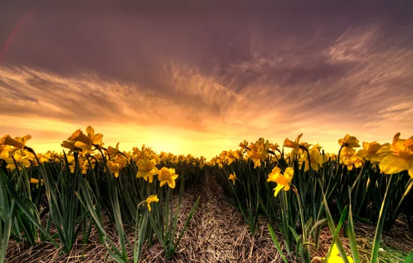 Field, the sky, leaves, the sun, clouds, light, sunset, flowers