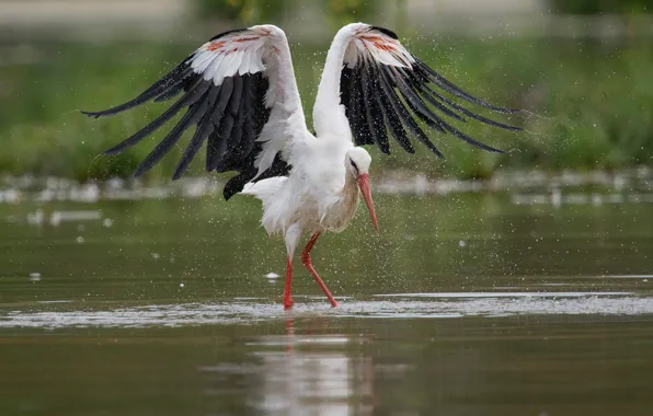 Picture water, squirt, bird, wings, stork