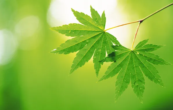 Summer, sheet, green, leaves