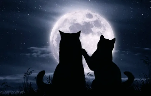 Cats, night, the moon, romance, stars