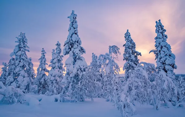 Picture winter, snow, trees, ate, Finland, Finland, Lapland, Lapland
