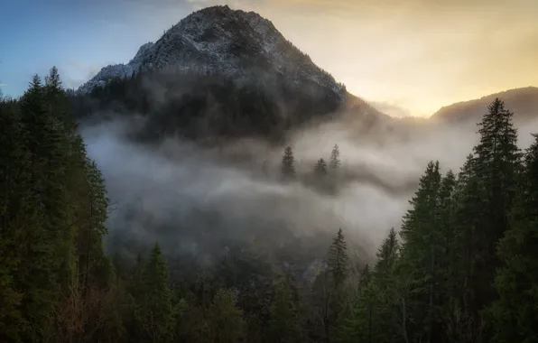 Picture forest, trees, mountains, fog, morning