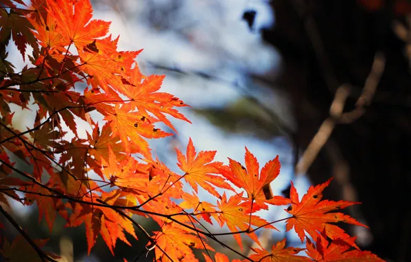 Autumn, branch, blur, maple leaves