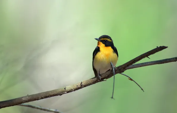 Bird, branch, green