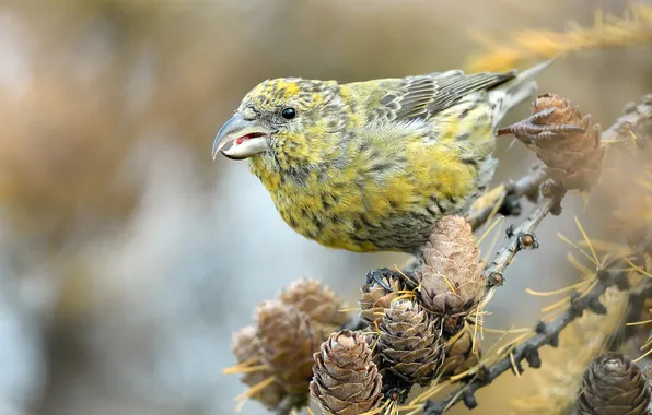 Autumn, look, bird, branch, needles, bumps, yellow, bokeh