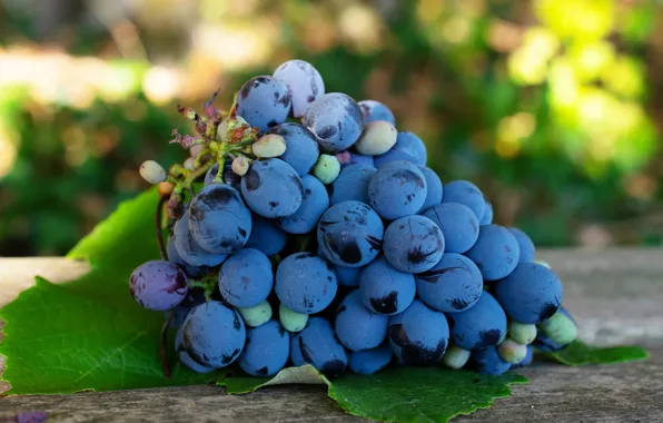 Blue, berries, background, leaf, food, grapes, bunch, lies