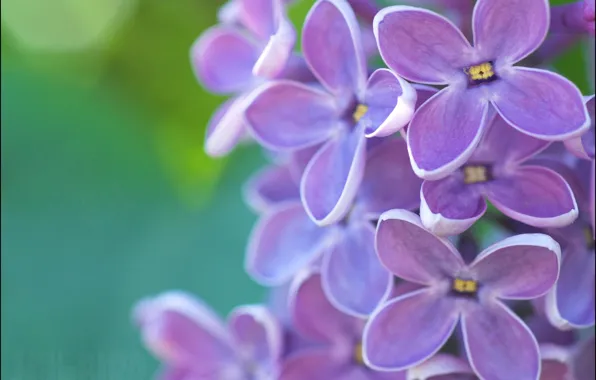 Purple, spring, lilac, emerald