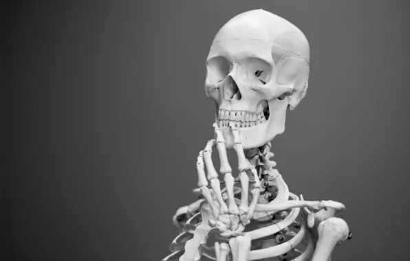 Picture Grey Background, Skeleton, Etymology