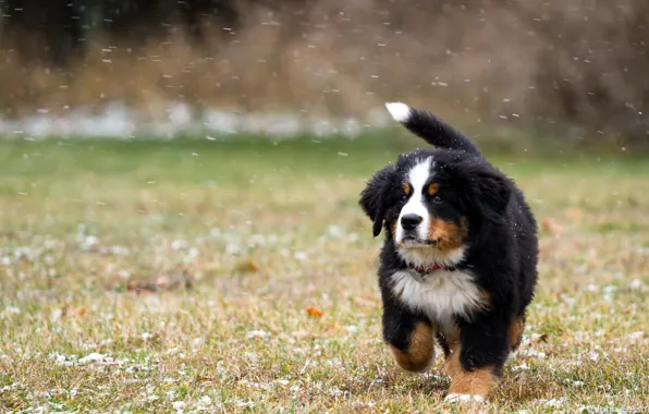 Field, snow, dog