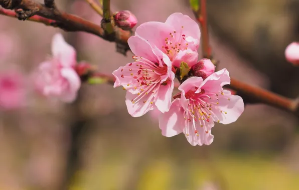 Blurred background, Sakura, flowering in the spring