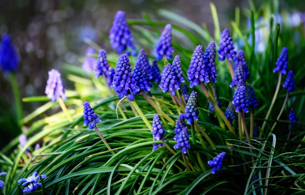 Flowers, blue, glade, spring, Muscari, hyacinth mouse