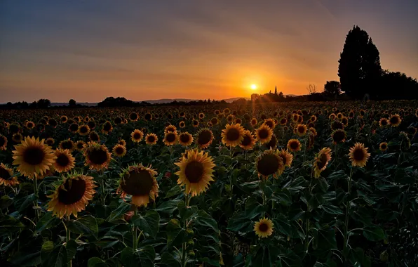Picture summer, sunflowers, sunset
