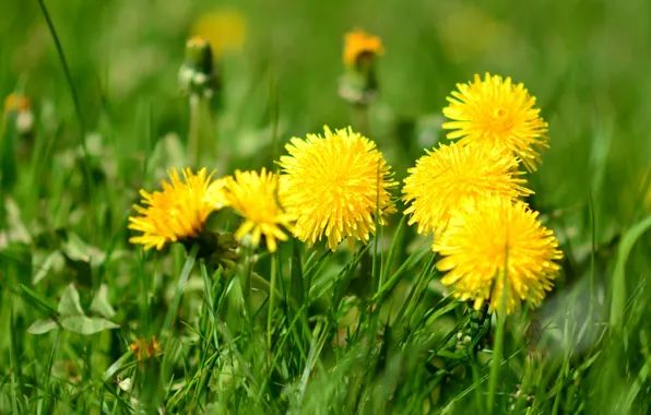 Greens, grass, yellow, dandelions, bokeh