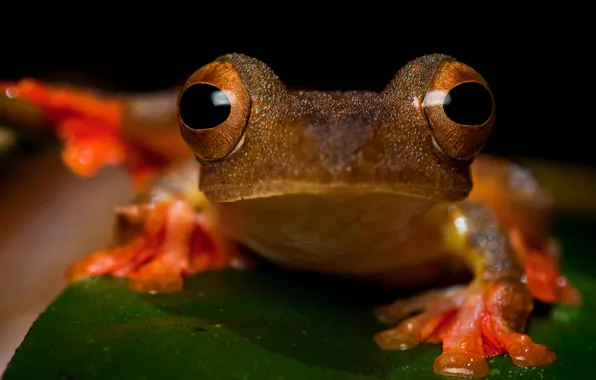 Animals, eyes, look, macro, close-up, sheet, green, leaf
