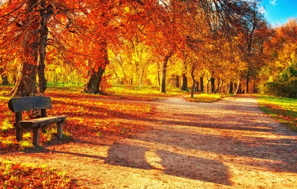 Picture autumn, forest, leaves, bench, Park, park, autumn, leaves