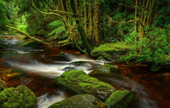 Forest, river, Australia, Tasmania, Franklin-Gordon Wild Rivers National Park, National Park Franklin-Gordon wild rivers