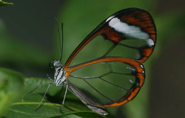 Microsemi, butterfly, leaf, wings, insect, beautiful, closeup