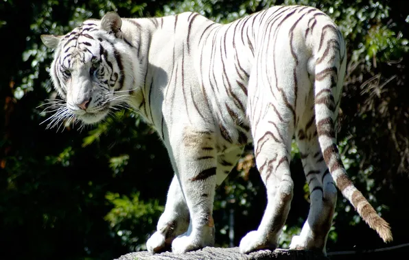 Picture predator, striped, white tiger, beautiful