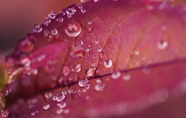 Water, drops, macro, red, sheet, Rosa, veins