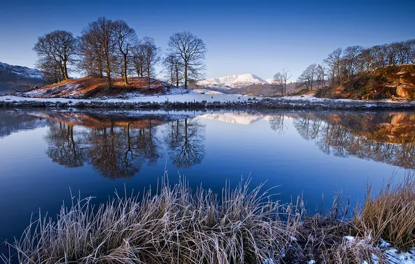 Picture winter, frost, grass, snow, trees, river, shore, Nature