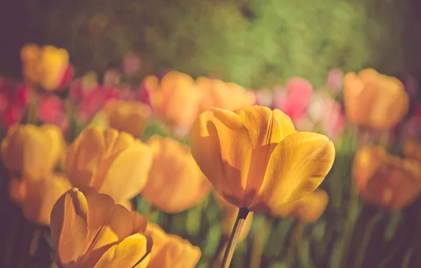 Picture flowers, nature, spring, petals, tulips, bokeh