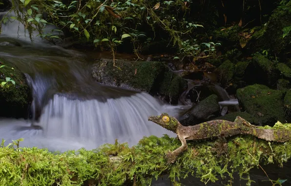 Nature, stream, stones, moss, lizard, Gecko, fantastic listovoi Gecko, satanic Gecko