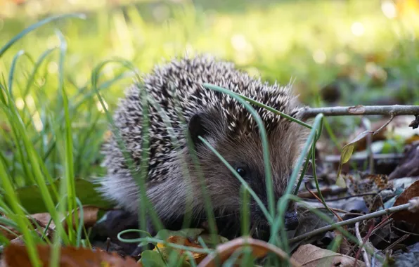 Wallpaper grass, nature, hedgehog, hedgehog, hedgehog, hedgehog images