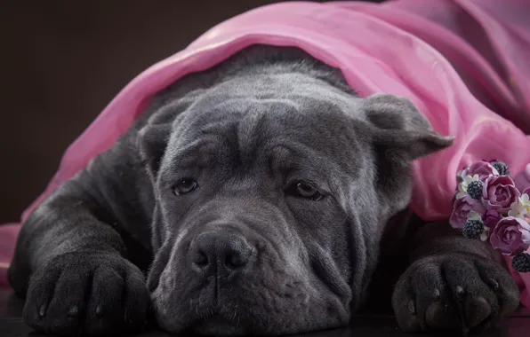 Face, dog, Cane Corso