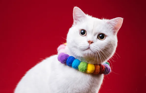 Cat, white, cat, decoration, beads, red background, photoshoot, British