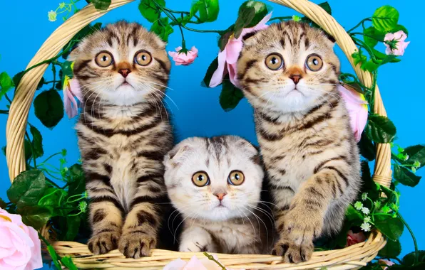 Look, leaves, cats, flowers, pose, kitty, kittens, grey
