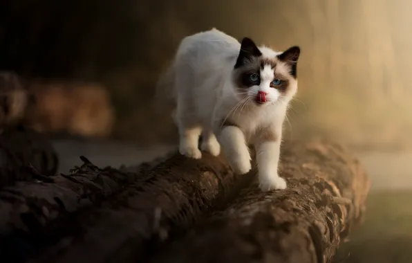 Language, cat, light, nature, pose, kitty, walk, face