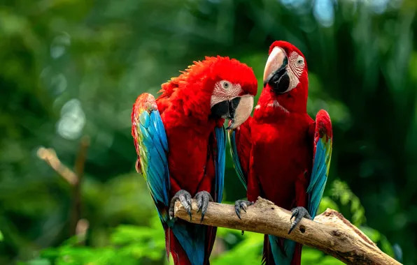 Birds, parrots, a couple, Red macaw