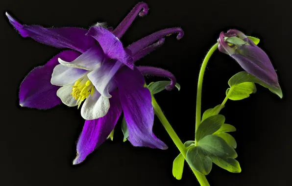 Macro, the catchment, Aquilegia