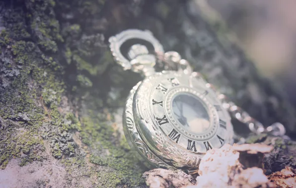 Picture greens, leaves, macro, stones, background, watch, chain, Roman numerals