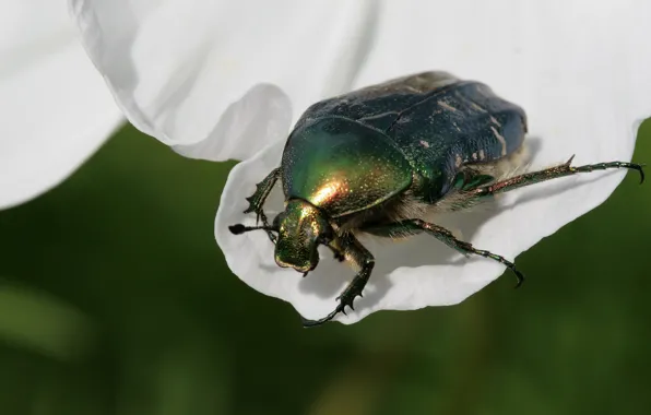 Macro, beetle, insect