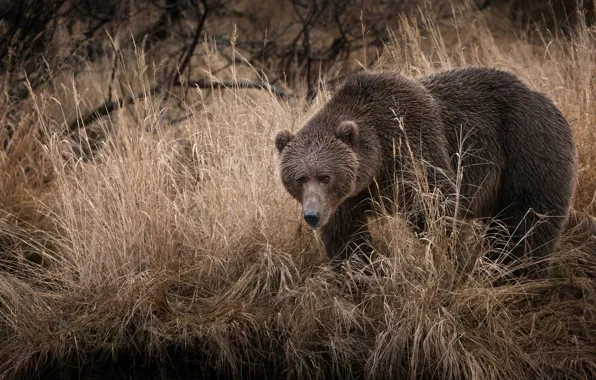 Autumn, grass, look, branches, pose, bear, dry, brown