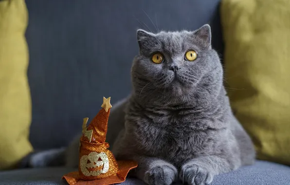 Autumn, cat, cat, look, pose, pumpkin, Halloween, Halloween