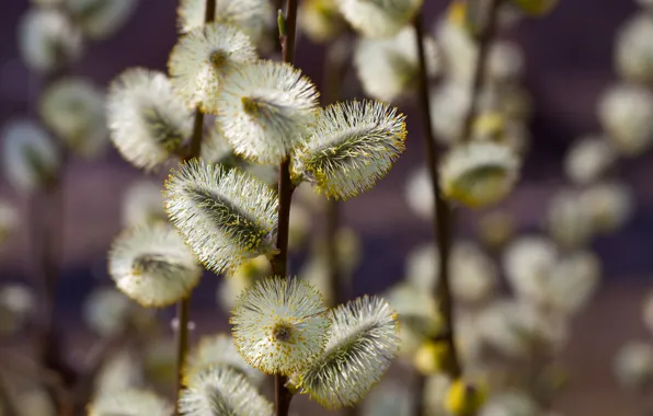 Picture branches, nature, spring, flowering, Verba, IVA
