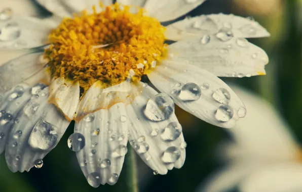 Drops, macro, petals, Daisy
