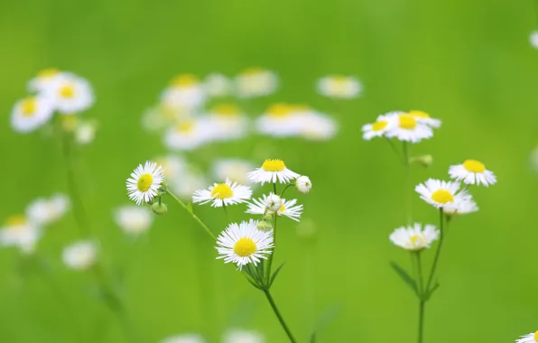Chamomile, petals, garden, stem, meadow