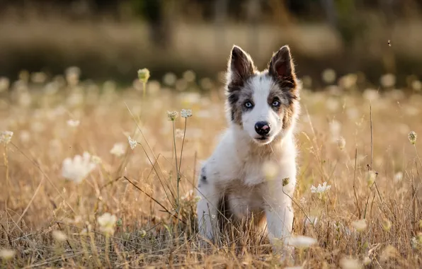 Grass, dog, meadow, puppy